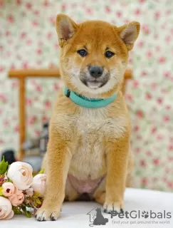 Photo №4. I will sell shiba inu in the city of Москва. private announcement - price - negotiated