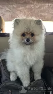 Photo №2 to announcement № 114091 for the sale of pomeranian - buy in Turkey breeder