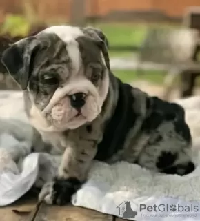 Photo №1. english bulldog - for sale in the city of Benidorm | 423$ | Announcement № 126713