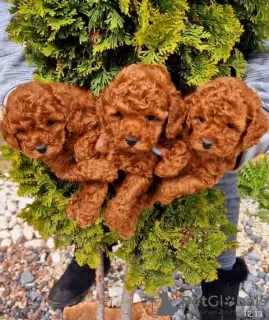 Photo №2 to announcement № 127439 for the sale of poodle (toy) - buy in Serbia 