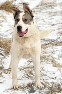 Additional photos: Handsome dog Mans in good hands