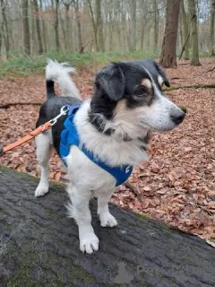 Photo №3. Odin, already in Germany, is looking for a wonderful home!. Germany