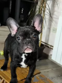 Photo №4. I will sell french bulldog in the city of Smederevo. private announcement - price - 376$