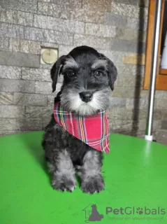 Photo №3. Miniature schnauzer puppies. Serbia