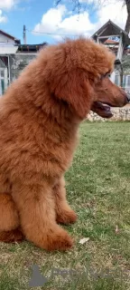 Photo №3. Standard poodle puppies. Bulgaria