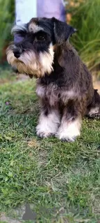 Photo №4. I will sell schnauzer in the city of Bačka Topola. breeder - price - negotiated