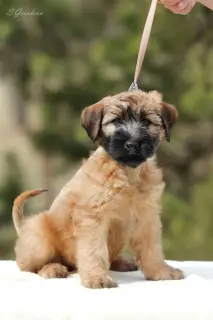 Additional photos: Puppies Irish Soft Coated Wheaten Terrier.