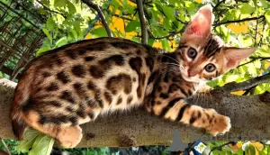 Additional photos: Bengal kittens WCF