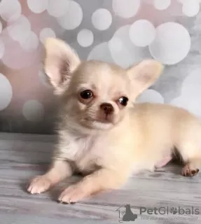 Photo №4. I will sell chihuahua in the city of Texas City. private announcement, breeder - price - 300$