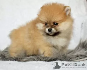 Photo №2 to announcement № 78024 for the sale of pomeranian - buy in Lithuania private announcement