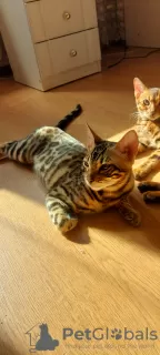 Photo №3. Bengal cat. Ukraine