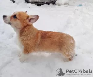 Photo №3. Welsh corgi pembroke. Ukraine