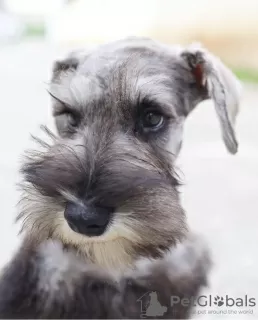 Photo №1. schnauzer - for sale in the city of Берлинген | 528$ | Announcement № 99568