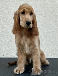 Additional photos: English Cocker Spaniel female puppy