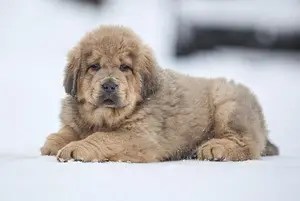 Photo №1. tibetan mastiff - for sale in the city of Koordi | 1106$ | Announcement № 971