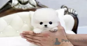 Photo №1. pomeranian - for sale in the city of Дортмунд | 581$ | Announcement № 122772