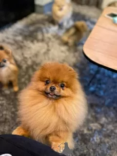 Additional photos: Pomeranian baby dogs