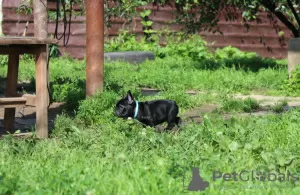 Photo №3. French bulldog puppy, male show class FCI Ivanovo. Russian Federation