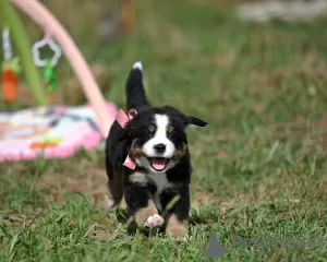 Photo №3. Bernies, puppies. Belarus