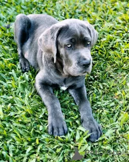 Photo №1. cane corso - for sale in the city of Sofia | 338$ | Announcement № 78621