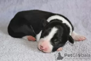 Additional photos: border collie puppies