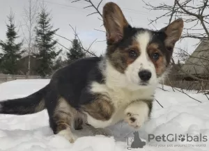 Photo №3. Welsh corgi cardigan puppies. Russian Federation