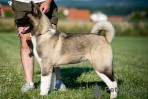 Additional photos: American Akita