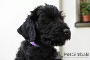 Additional photos: BLACK RUSSIAN TERRIER - UNIQUE FCI PUPPIES