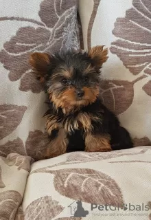 Photo №2 to announcement № 11141 for the sale of yorkshire terrier - buy in Slovakia private announcement