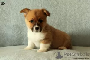 Photo №2 to announcement № 63548 for the sale of welsh corgi - buy in Greece 