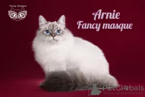 Photo №2 to announcement № 89481 for the sale of siberian cat - buy in Russian Federation from nursery