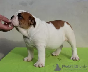 Photo №2 to announcement № 127949 for the sale of english bulldog - buy in Serbia 