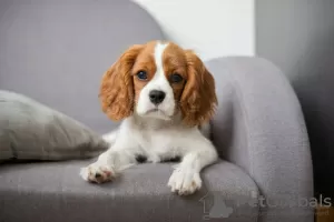 Photo №1. cavalier king charles spaniel - for sale in the city of Dushanbe | negotiated | Announcement № 49964