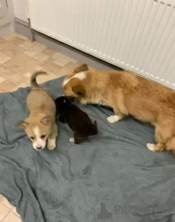 Additional photos: Adorable Welsh Corgi puppies ready to join their new and forever home