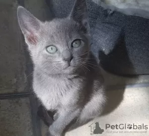 Photo №1. russian blue - for sale in the city of Химки | 363$ | Announcement № 10719