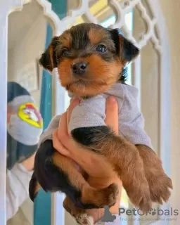 Photo №1. yorkshire terrier - for sale in the city of Cannington | 400$ | Announcement № 99630