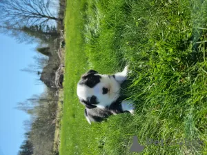 Photo №3. Welsh Corgi Cardigan. Latvia