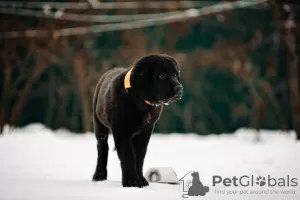 Photo №1. buryat-mongolian wolfhound - for sale in the city of Наро-Фоминск | 781$ | Announcement № 37072