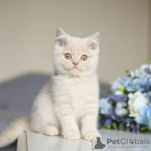 Photo №2 to announcement № 98348 for the sale of british shorthair - buy in Serbia 