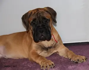 Additional photos: Chic puppies bullmastiff