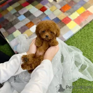 Photo №3. Charming Mini Poodle Pups Available. Australia