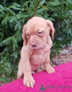 Photo №4. I will sell dogue de bordeaux in the city of Vilnius. private announcement - price - 370$