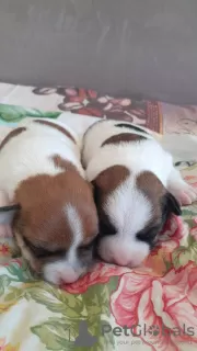 Additional photos: Jack Russell red and white boy and tricolor girl