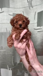 Additional photos: Toy poodle mini Red-Brown puppies for sale