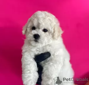 Photo №2 to announcement № 17976 for the sale of bichon frise - buy in Israel from nursery, breeder