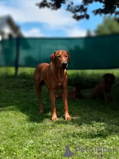 Photo №3. Litter announcement Rhodesian Ridgeback puppy - litter 2024/25. Poland