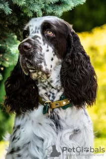 Additional photos: English Springer Spaniel puppies