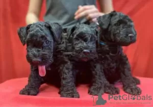 Photo №3. Kerry blue terrier puppies. Belarus