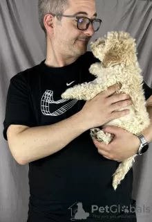 Additional photos: Lagotto Romagnolo BEAUTIFUL puppies