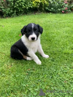 Photo №3. Pure border collie puppies. Australia